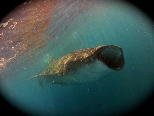 Hotel Sea Hawk Suites