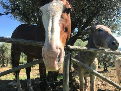 Apartamento Il Fiorino Di Badia