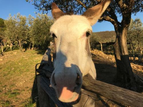 Apartamento Il Fiorino Di Badia
