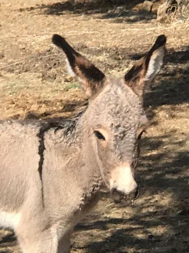 Apartamento Il Fiorino Di Badia