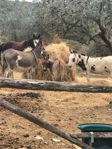 Apartamento Il Fiorino Di Badia