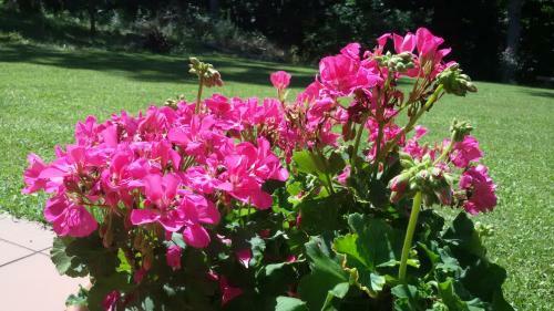 Bed & Breakfast La Collina Dei Passeri