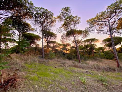 Apartamento All'ombra Dei Pini - Casa Vacanze