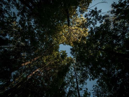 Treehouses Sn??n�k