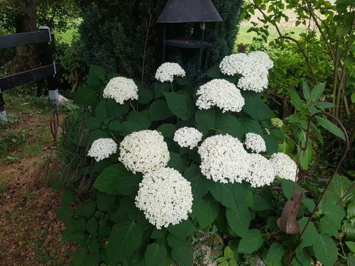 Apartamentos Fewo Am Wald
