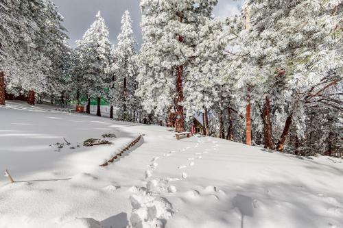 Treetop Retreat