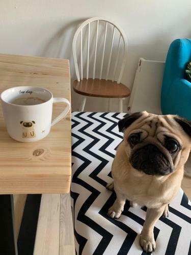 Cute Pug Guesthouse