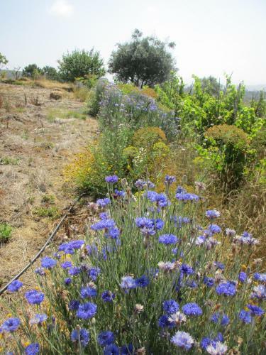 G�te Canto Azul