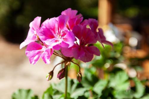 Villa Casa Da Eira "lavoura Da Bou�a - Fruta Bio"