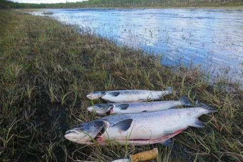 Villa Arktika Porealtaallinen M�kki Nuorgamissa Tenojoen Ja Tunturien Vieress�