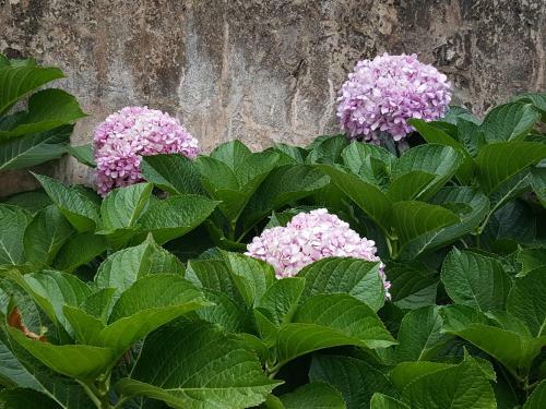 Apartamento Hortensia
