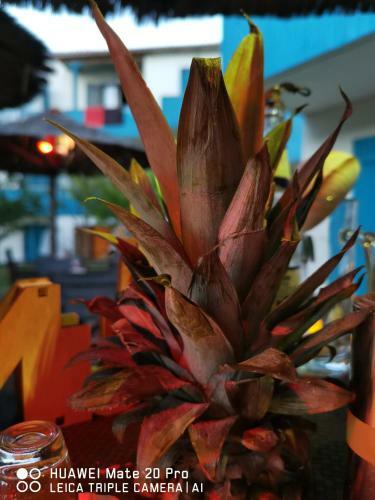 Apartamento Iris Studios