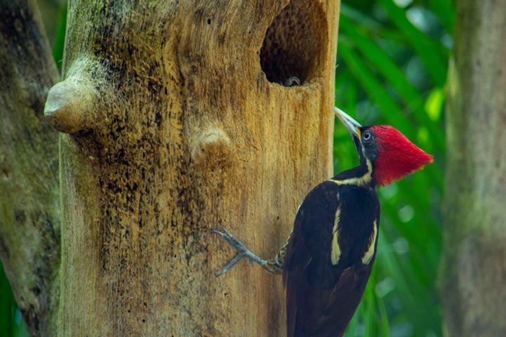 Hotel Villas Ecotucan