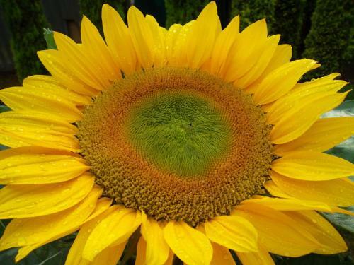 Bed & Breakfast Hof Van Lutten