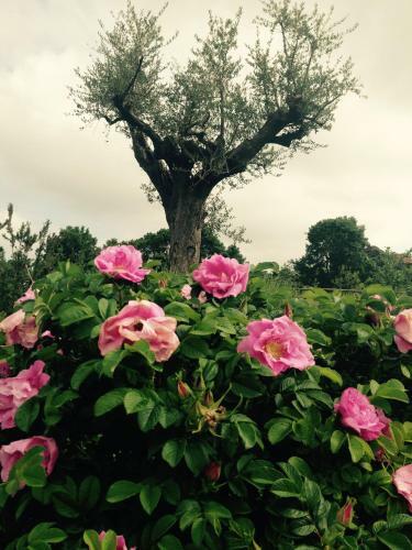 Agroturismo B&B La Pace