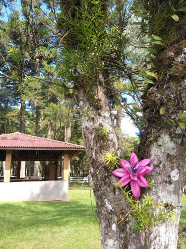 Magia Das Hort�nsias