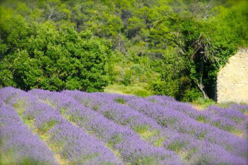 C�t� Luberon