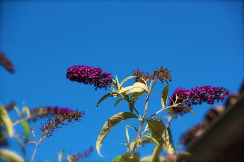 C�t� Luberon