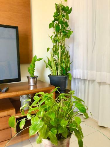 Apartamento Bela Vista