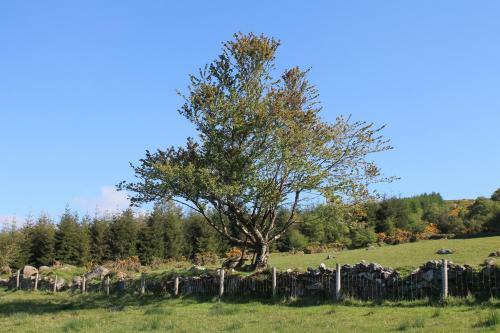 Glendalough Glamping