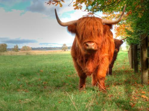Clonmoylan - Rose Cottage