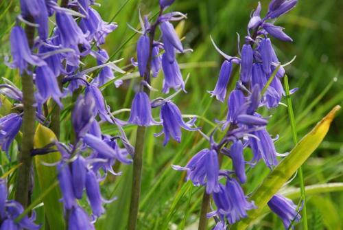 Bluebell - House