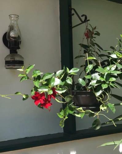 Hostal Pinheiros Do Rocio