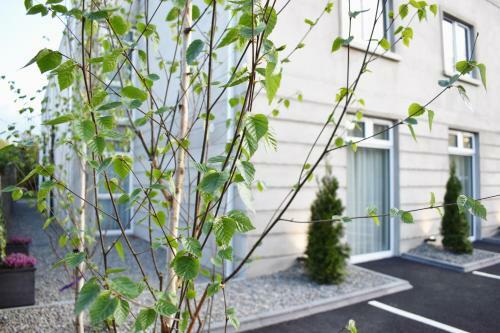 Hostal The Birches Killarney