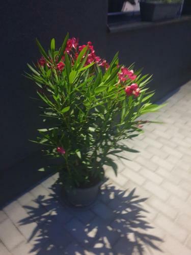 Bed & Breakfast Familia Panzi� Gy?r
