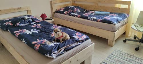 Orsi Apartman / Vendegh�z