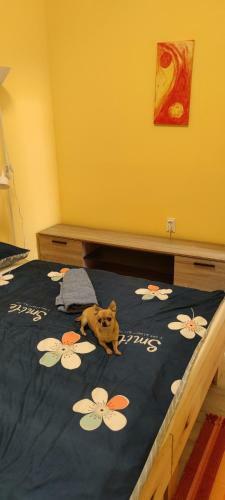 Nagyi Apartman Kecskem�t