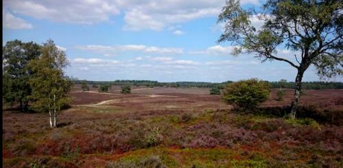 Bos Chalet In Epe Op De Veluwe