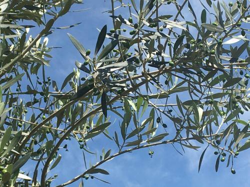 Grappolo - Chal� Nas Oliveiras