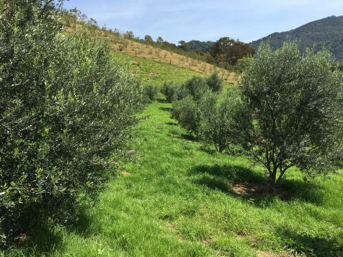 Grappolo - Chal� Nas Oliveiras