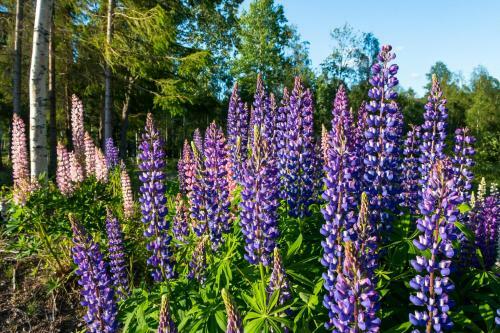 Ekesberget Stugby Stuga 15