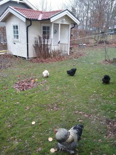 Bed & Breakfast Sand�s Tr�dg�rd �land