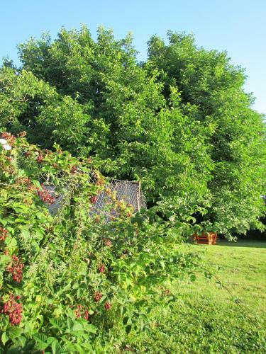 Bed & Breakfast Pod Orehi