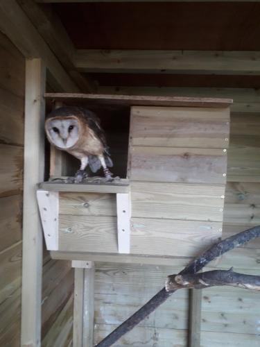 Ruby Shepherds Hut Sleeps 4