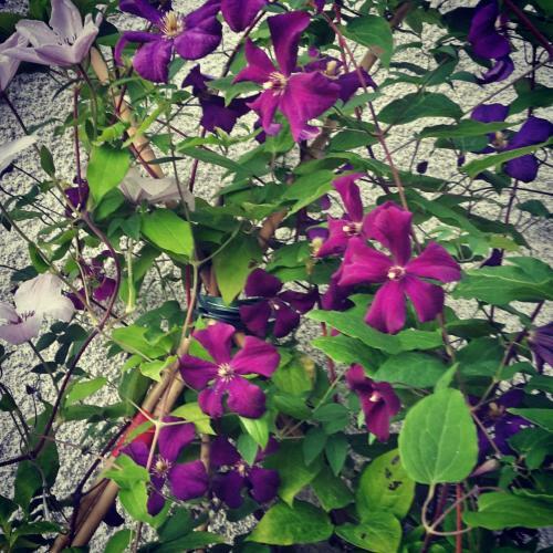 G�te Mill�sime Et Une Nuit