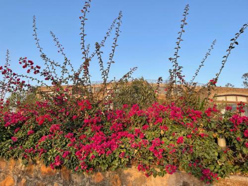 Hotel Gondar Hills Resort