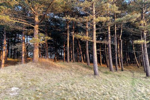 Prachtige Duinvilla's Op Natuurpark