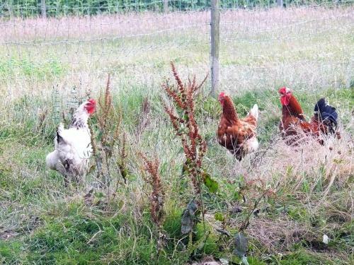 Bed & Breakfast Chambres D'h�tes Du Clos Semper Felix
