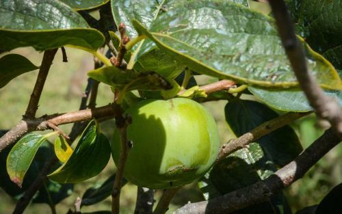 Quinta Dos Frutos
