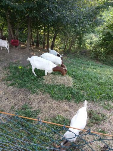Apartamento Tomdva Ravne