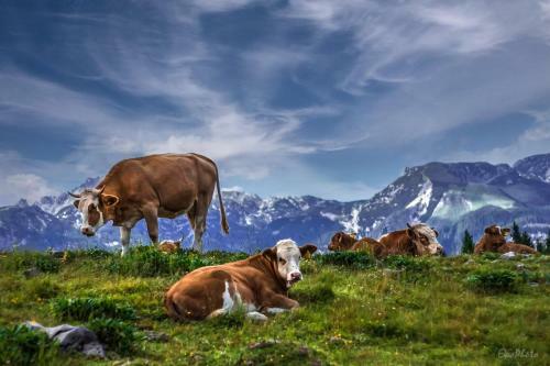 Ko?a Ojstrica - Velika Planina