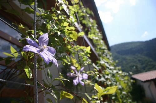 Apartment House Blazar