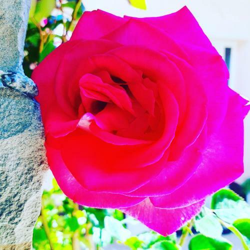 Red Rose Apartment