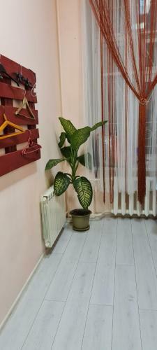 Dja Hostel