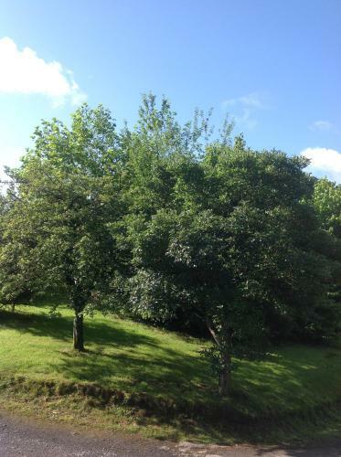 Cwmtwrch Cottage