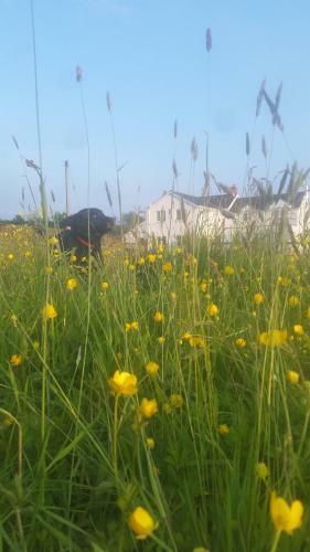 Bunny Meadows Farmhouse